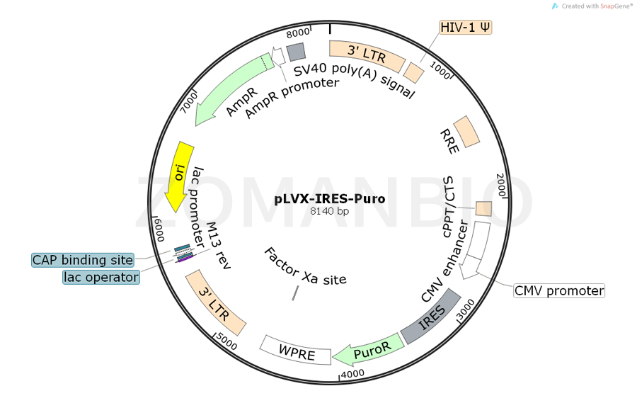 ZK757pLVX-IRES-Puro.png